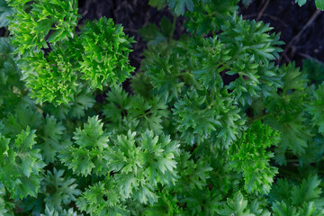 Naklejka na ściany i meble Fresh, juicy curly and common parsley in the garden of an eco-farm. Selective focus. Permaculture. Spices and herbs.