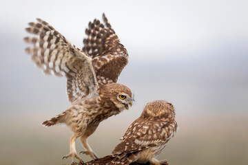 Little owls. Colorful nature background. Athene noctua.  
