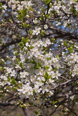 Plum (Prunus domestica) in orchard