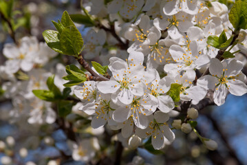 Plum (Prunus domestica) in orchard