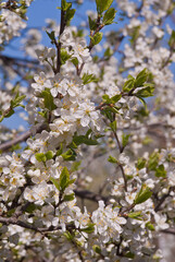 Plum (Prunus domestica) in orchard