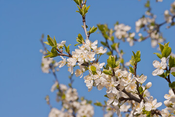 Plum (Prunus domestica) in orchard