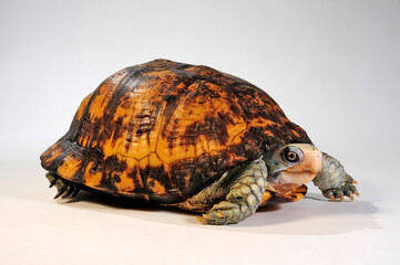 Yucatan-Dosenschildkröte // Yucatán box turtle (Terrapene carolina yucatana / Terrapene yucatana)