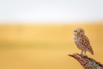 Little owl. Colorful nature background. Athene noctua.  