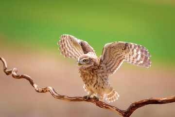 Little owl. Colorful nature background. Athene noctua.  