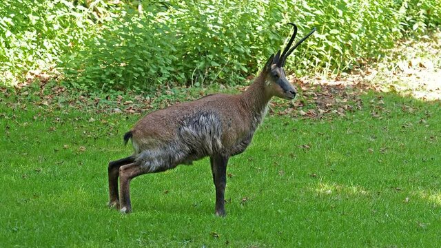 Apennine chamois, Rupicapra pyrenaica ornata, is living in the Abruzzo-Lazio-Molise National Park in Italy and the Pyrenees in Spain