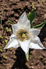 Fototapeta na wymiar Lily-flowering Tulip (Tulipa hybrida) in park