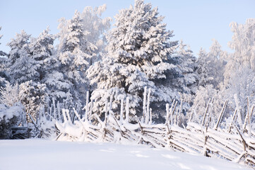 Winter landscape with snowy trees. Focus on fence in the foreground.