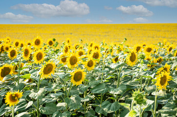 Obraz premium Beautiful sunflowers in the field, natural background.