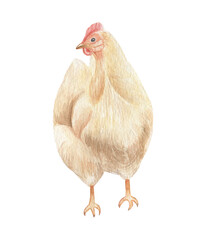 Chicken watercolor illustration. Birds. Farm animals.
