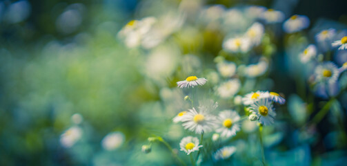 Obraz na płótnie Canvas Wild daisy flower meadow grass in the forest at sunset. Macro image, shallow depth of field. Abstract spring summer nature background. Idyllic relax nature closeup, blur dreamy ecology scenic, serene