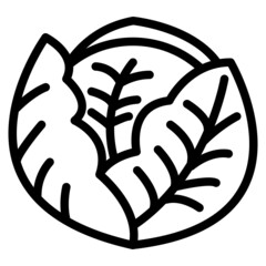cabbage line icon