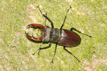 Lucanus cervus, male stag beetle on trunk.