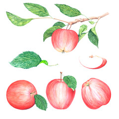 a large set of watercolor bright red apples with branches and leaves on a white background