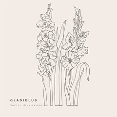 Hand draw vector gladiolus flowers illustration. Botanical floral card on white background. - obrazy, fototapety, plakaty