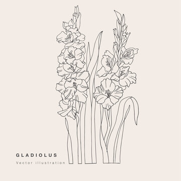 Hand draw vector gladiolus flowers illustration. Botanical floral card on white background.