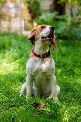 Portrait of  cute beagle dog playing on a green meadow