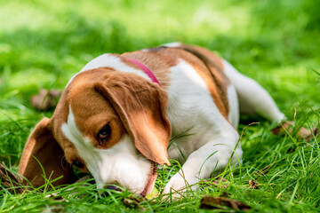 Portrait of  cute beagle dog playing on a green meadow