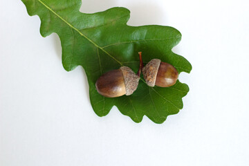 oak leaf and acorns