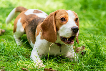 Portrait of  cute beagle dog on a green meadow