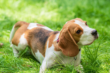 Portrait of  cute beagle dog on a green meadow