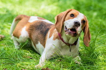 Portrait of  cute beagle dog on a green meadow