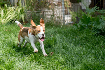 Portrait of  cute beagle dog playing on a green meadow