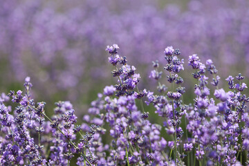 Obraz premium Lavender blooming, delicate flowers, close-up. Selective focus, design element. Beautiful blur on background of lavender field