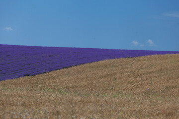 Purple field with blooming lavender on a hill borders a wheat field. Blue sky with clouds on horizon. Selective focus, design element
