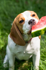 Portrait of cute beagle dog eating watermelon on a green meadow