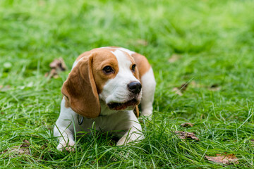 Portrait of  cute beagle dog on a green meadow