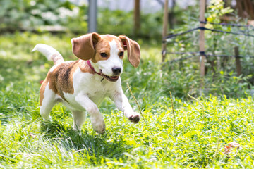 Portrait of  cute beagle dog playing on a green meadow
