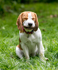 Portrait of  cute beagle dog playing on a green meadow