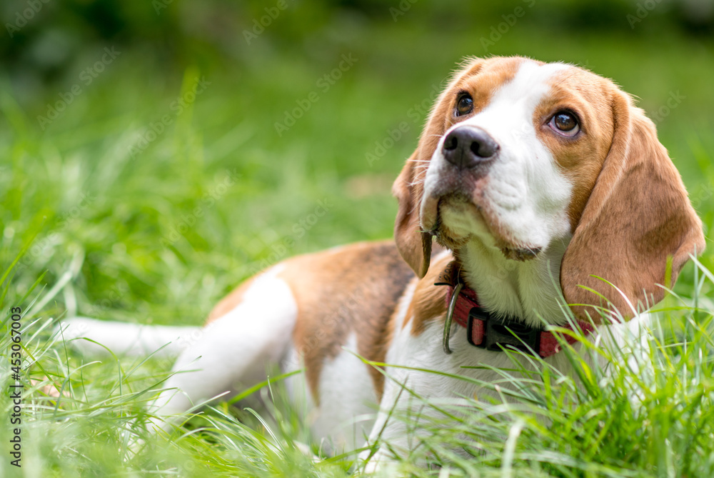 Wall mural Portrait of  cute beagle dog on a green meadow