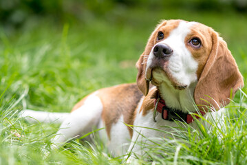 Portrait of  cute beagle dog on a green meadow