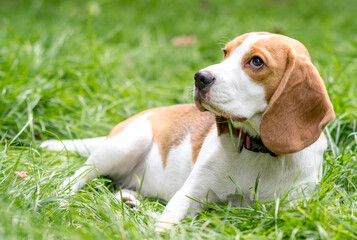 Portrait of  cute beagle dog on a green meadow