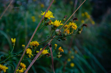 A side view of the inflorescences of the Hieracium