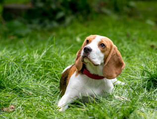 Portrait of  cute beagle dog on a green meadow