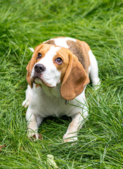 Portrait of  cute beagle dog on a green meadow