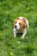 Portrait of  cute beagle dog on a green meadow