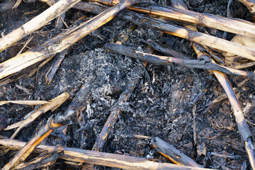 A corn plant that has been burned for a long time