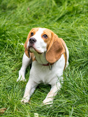 Portrait of  cute beagle dog on a green meadow