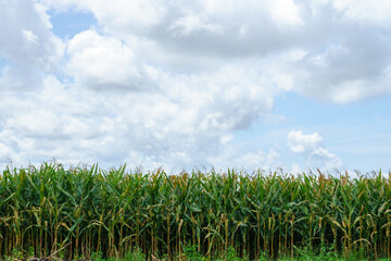 farm corn tree and cloud.