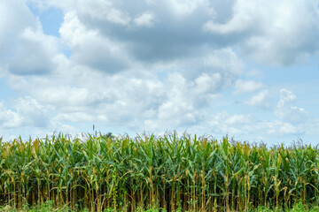 farm corn tree and cloud.
