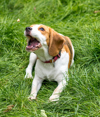 Portrait of  cute beagle dog playing on a green meadow