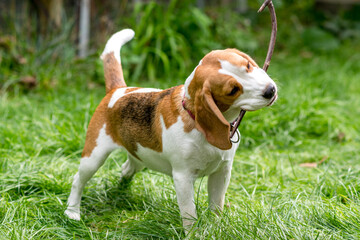 Naklejka na ściany i meble Portrait of cute beagle dog playing on a green meadow