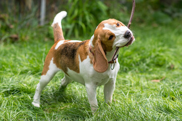 Portrait of  cute beagle dog playing on a green meadow
