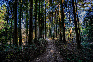 Obraz premium 岩村城本丸への道