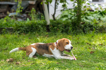 Portrait of  cute beagle dog playing on a green meadow