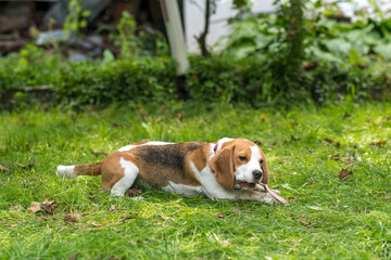 Naklejka na ściany i meble Portrait of cute beagle dog playing on a green meadow
